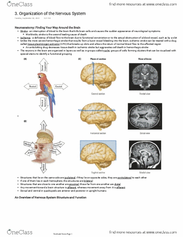 PSYC 3530 Chapter Notes -Habenula, Intellectual Disability, Red Nucleus thumbnail