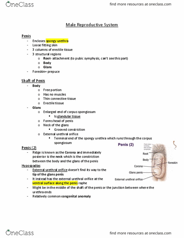 Kinesiology 3222A/B Lecture Notes - Lecture 4: Allotransplantation, Bulbourethral Gland, Deep Fascia thumbnail