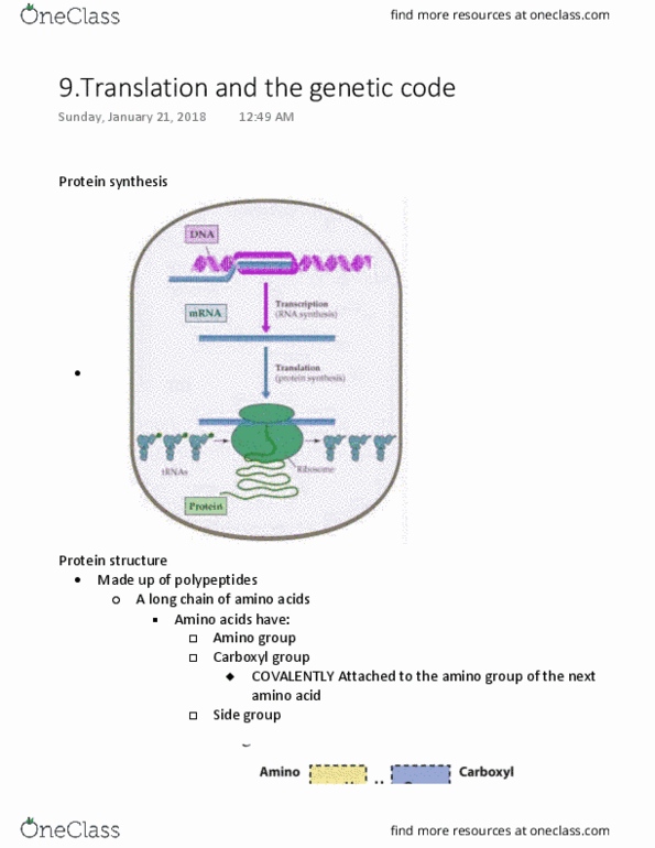 BIOL 1090 Lecture Notes - Lecture 9: Formylation, Ribosomal Rna, Aminoacyl Trna Synthetase thumbnail