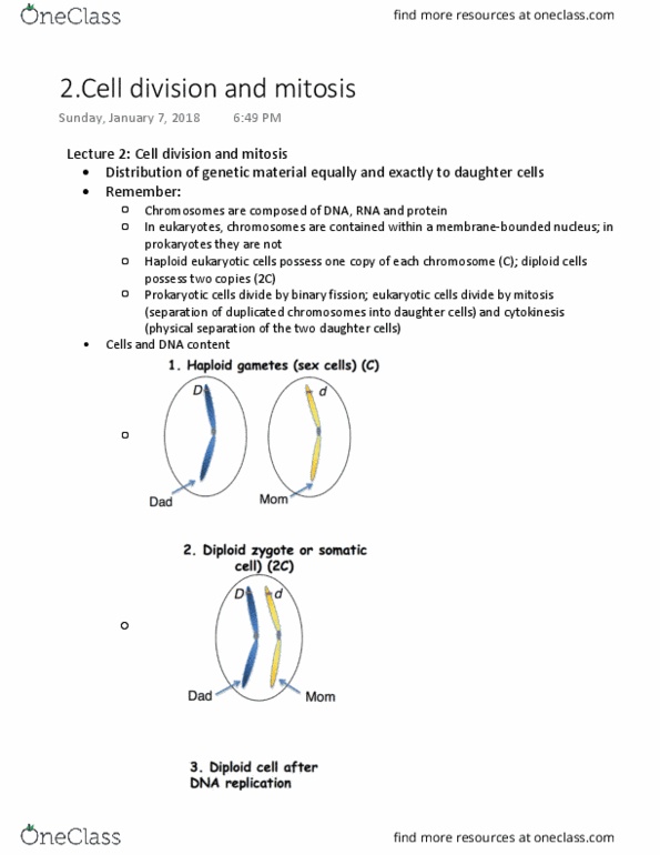 BIOL 1090 Lecture Notes - Lecture 2: Metaphase, Centromere, Kinetochore thumbnail