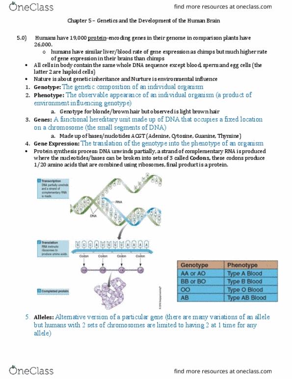 PSYB64H3 Chapter Notes - Chapter 5: Abo Blood Group System, Zygosity, Cytosine thumbnail