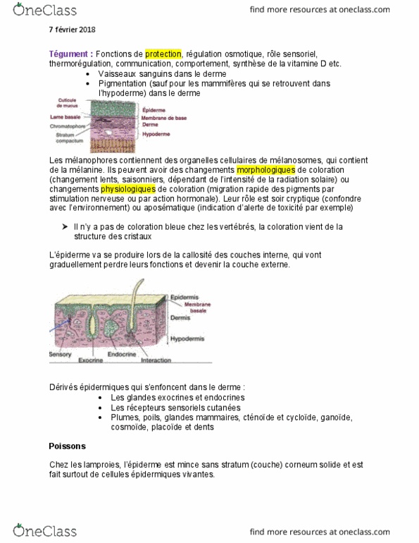 BIO 3558 Lecture Notes - Lecture 10: Dentin thumbnail