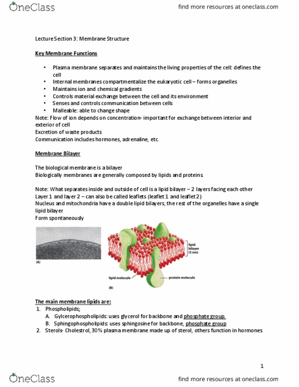 BLG 311 Lecture 7: Cell bio section 3 notes thumbnail