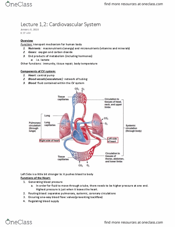 KINESIOL 1AA3 Lecture Notes - Lecture 1: Serous Fluid, Endocardium, Atrioventricular Node thumbnail