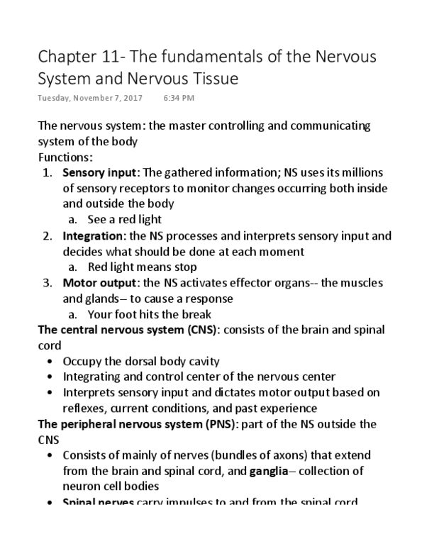 APK 3110C Lecture 1: Chapter 11- The fundamentals of the Nervous System and Nervous Tissue thumbnail