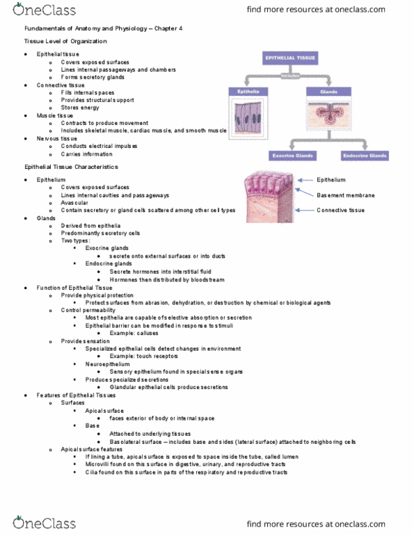 KAAP220 Lecture Notes - Lecture 4: Microfilament, Mesothelium, Tight Junction thumbnail