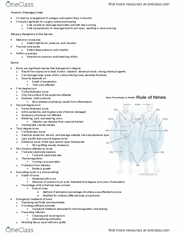 KAAP220 Lecture Notes - Lecture 7: Autotransplantation, Holocrine, Stratum Basale thumbnail