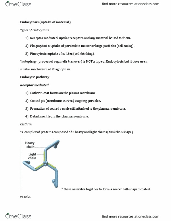 BIOL 2020 Lecture Notes - Lecture 4: Transcytosis, Lipoprotein, Triskelion thumbnail