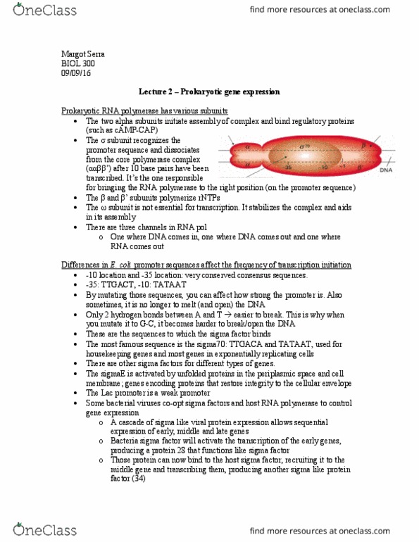 BIOL 300 Lecture Notes - Lecture 2: Cooperative Binding, Open Reading Frame, Galactose thumbnail