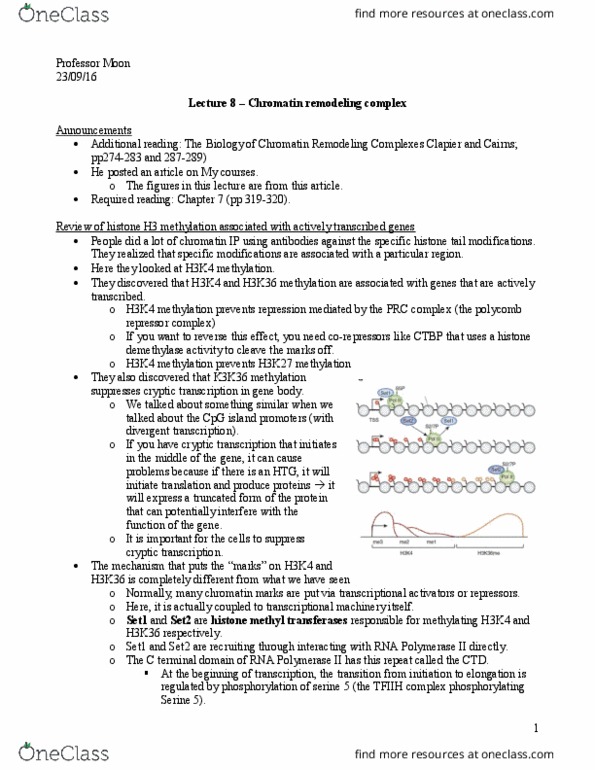 BIOL 300 Lecture Notes - Lecture 8: Dna Replication, Chromosome, Telomere thumbnail