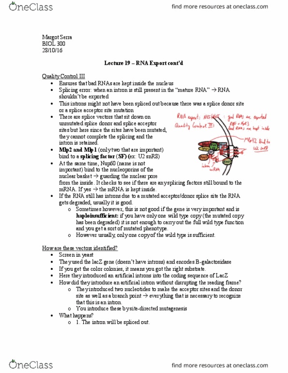 BIOL 300 Lecture Notes - Lecture 19: Long-Term Memory, Karyopherin, Retrovirus thumbnail