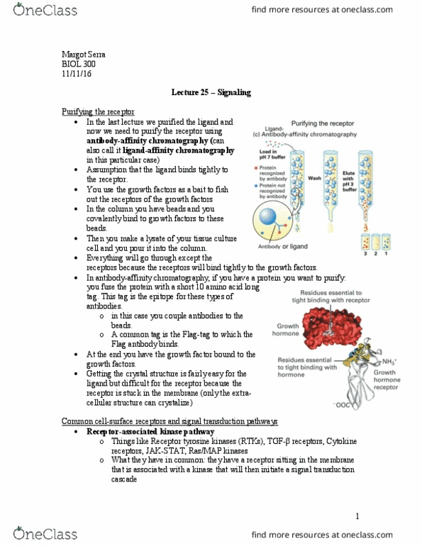 BIOL 300 Lecture Notes - Lecture 25: Notch Signaling Pathway, Cytosol, Protein Subunit thumbnail