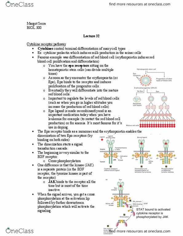 BIOL 300 Lecture Notes - Lecture 32: Alanine, Zygosity, Affinity Chromatography thumbnail