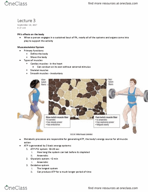 Kinesiology 2000A/B Lecture Notes - Lecture 3: Hypertrophy, Exhalation, Glycolysis thumbnail