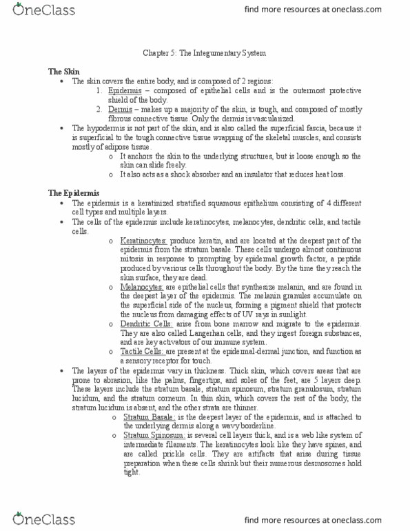 BIOL-2220 Lecture Notes - Lecture 5: Root Hair, Melanosome, Defensin thumbnail