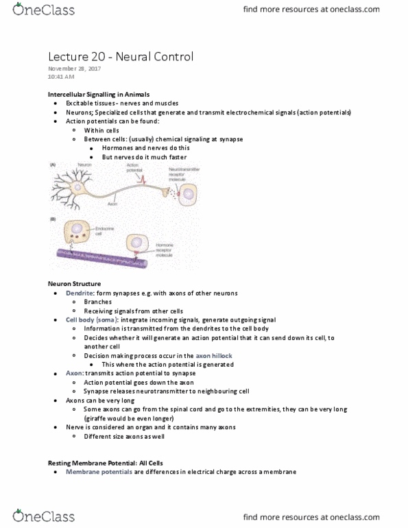 Biology 2601A/B Lecture Notes - Lecture 20: Active Transport, Nernst Equation, Threshold Potential thumbnail
