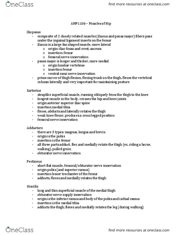 ANP 1106 Lecture Notes - Lecture 17: Tuberosity Of The Tibia, Rectus Femoris Muscle, Anterior Superior Iliac Spine thumbnail