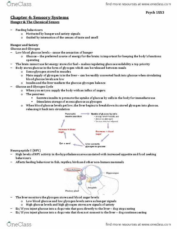 PSYCH 1XX3 Lecture Notes - Thalamus, Frontal Lobe, Postcentral Gyrus thumbnail