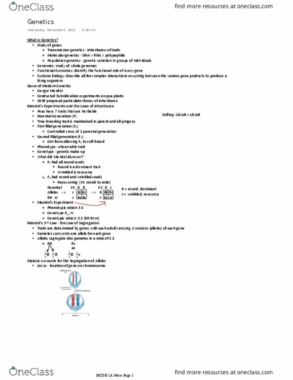 MCDB 1A Lecture Notes - Lecture 8: Non-Coding Rna, Myotonic Dystrophy, Phenylalanine thumbnail