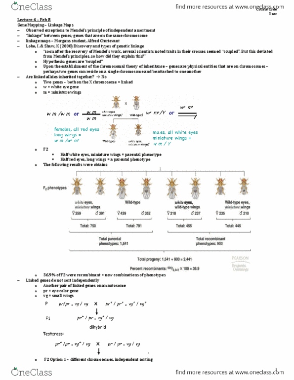 BIOLOGY 2C03 Lecture Notes - Lecture 6: Semicolon, Genetic Linkage, Mendelian Inheritance thumbnail