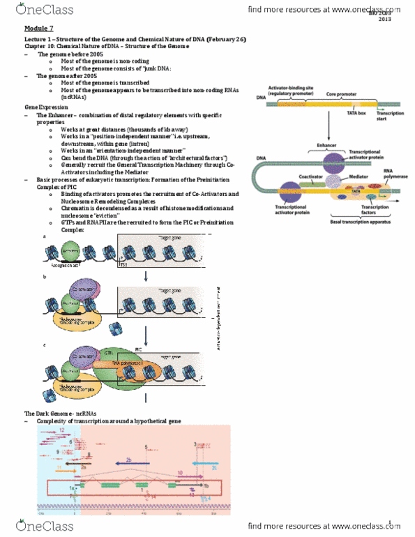 BIOLOGY 2C03 Lecture Notes - Exon, Suv39H1, Uridine Monophosphate thumbnail