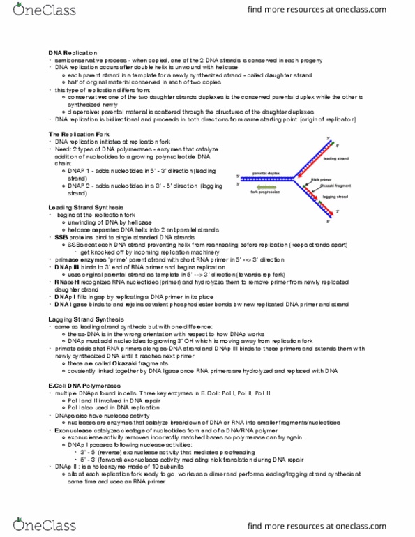 BIOCHEM 2EE3 Lecture Notes - Lecture 5: Dna Replication, Dna Ligase, Okazaki Fragments thumbnail