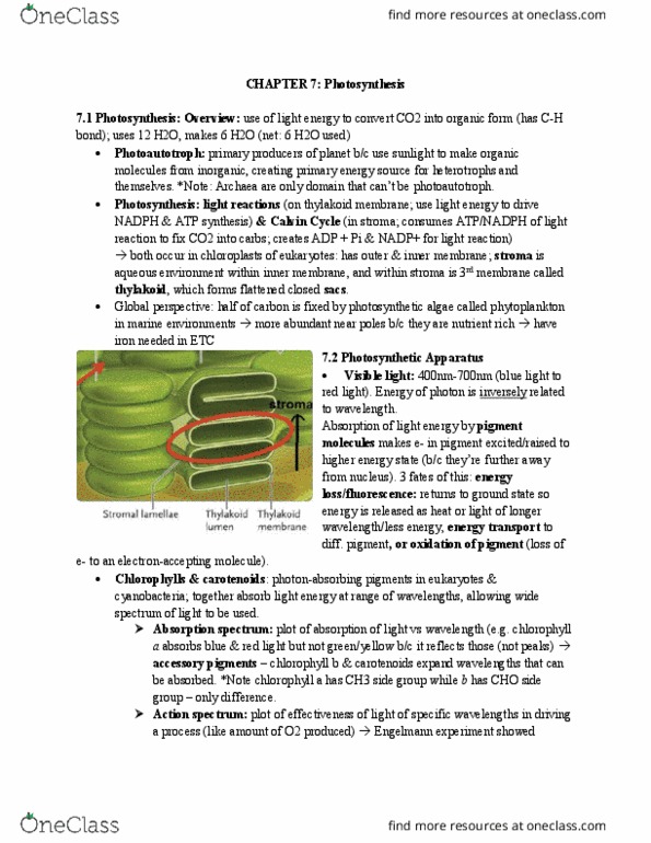 BIOL 1000 Chapter 7: CHAPTER 7 - photosynthesis thumbnail
