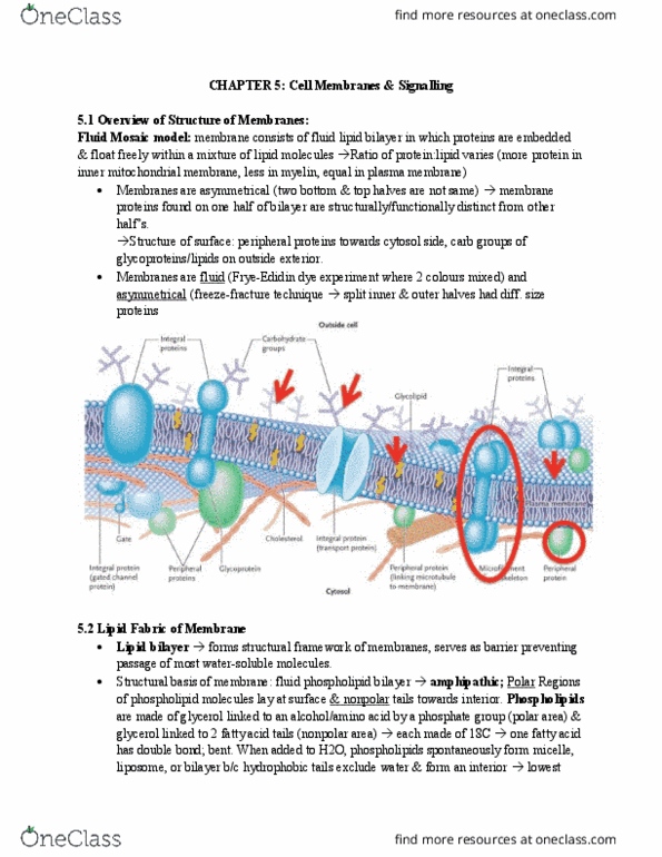 BIOL 1000 Chapter Notes - Chapter 5: Lipid Bilayer, Peripheral Membrane Protein, Cell Membrane thumbnail