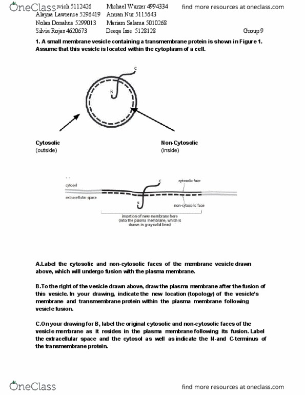 CHEM 2301 Lecture Notes - Lecture 13: Vesicle Fusion, Transmembrane Protein, Cell Membrane thumbnail