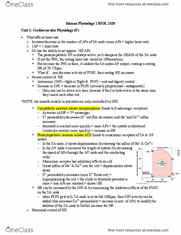 BIOL 2420 Lecture Notes - Lecture 6: Atrioventricular Node, Sinoatrial Node, Circulatory System thumbnail