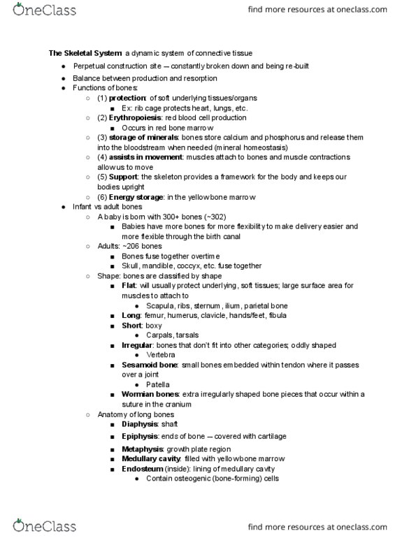 BIOL 129 Lecture Notes - Lecture 2: Bone Marrow, Medullary Cavity, Wormian Bones thumbnail