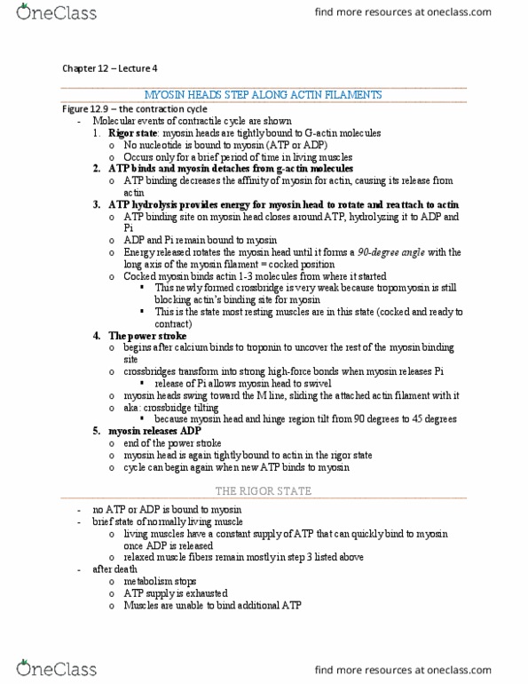 BIOL 2410 Lecture Notes - Lecture 4: Atp Hydrolysis, Myocyte, Relaxed Muscle thumbnail