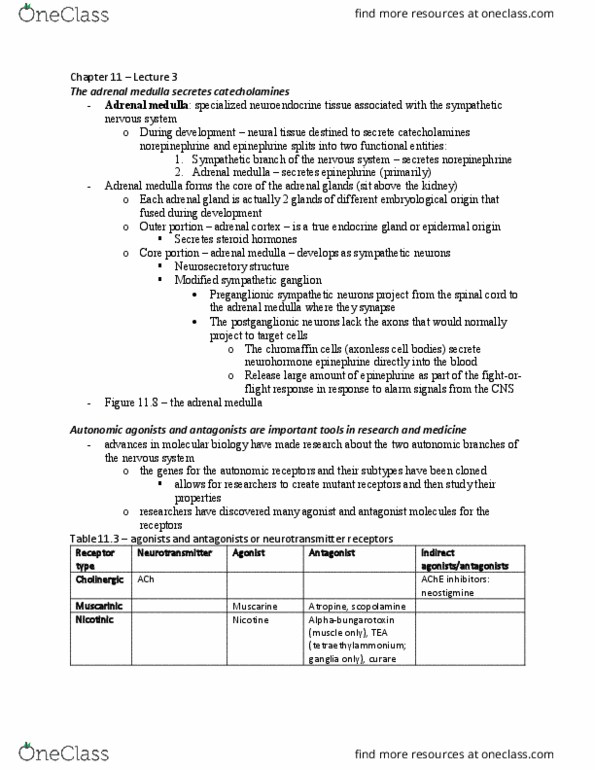 BIOL 2410 Lecture Notes - Lecture 3: Adrenal Gland, Sympathetic Nervous System, Autonomic Nervous System thumbnail