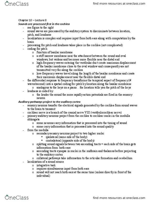 BIOL 2410 Lecture Notes - Lecture 8: Vestibulocochlear Nerve, Cochlear Nucleus, Basilar Membrane thumbnail