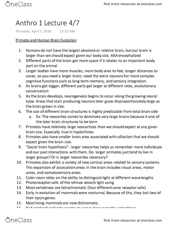 ANTHRO 1 Lecture Notes - Lecture 17: Tetrachromacy, Neocortex, Haplorhini thumbnail