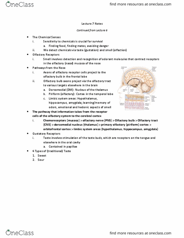 PSYC 372 Lecture Notes - Lecture 7: Olfactory Receptor, Olfactory Bulb, Olfactory Tract thumbnail
