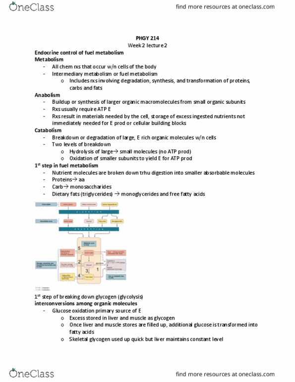 PHGY 214 Lecture Notes - Lecture 5: Skeletal Muscle, Glycogen, Catabolism thumbnail
