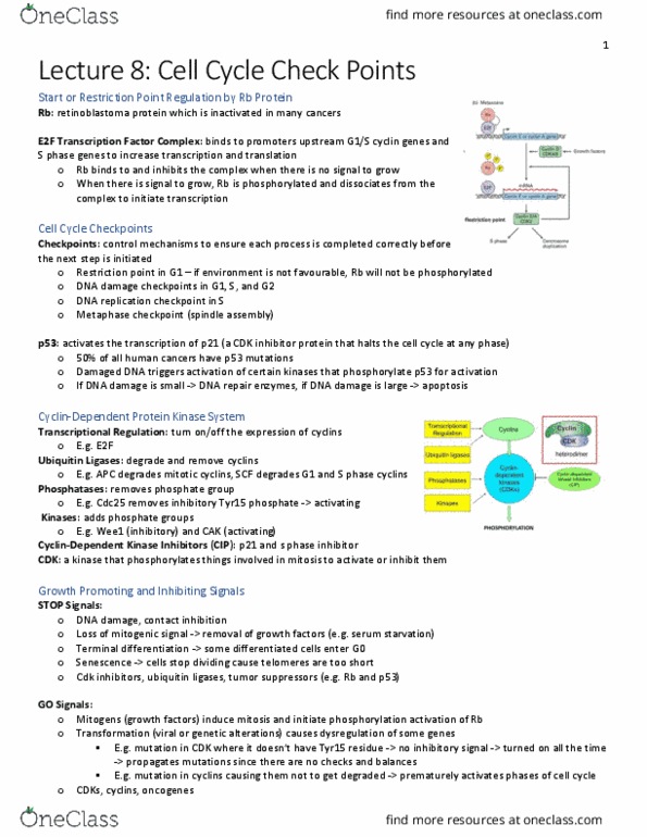 Biology 2382B Lecture Notes - Lecture 8: Cdk Inhibitor, Retinoblastoma Protein, E2F thumbnail