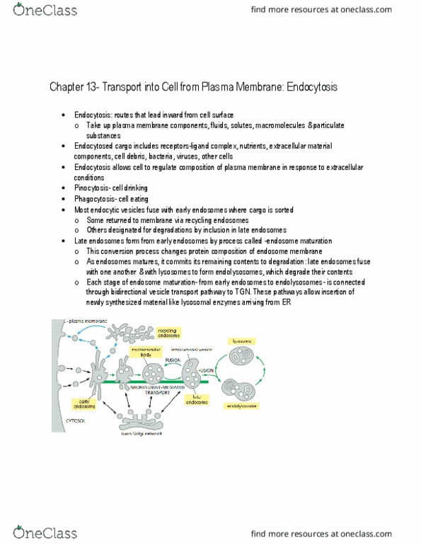 BIOL 2021 Chapter Notes - Chapter 13.7: Cell Membrane, Endosome, Tigrinya Language thumbnail