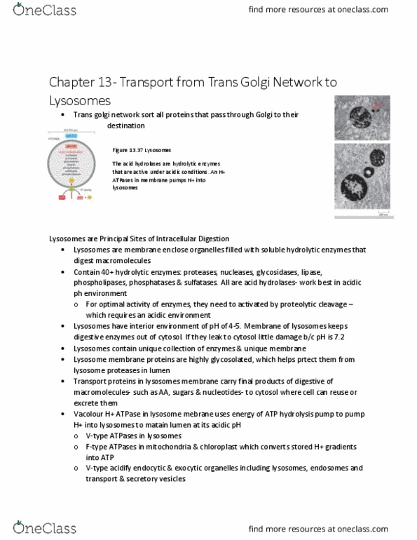 BIOL 2021 Chapter Notes - Chapter 9.2: Atp Hydrolysis, Lysosome, Cytosol thumbnail