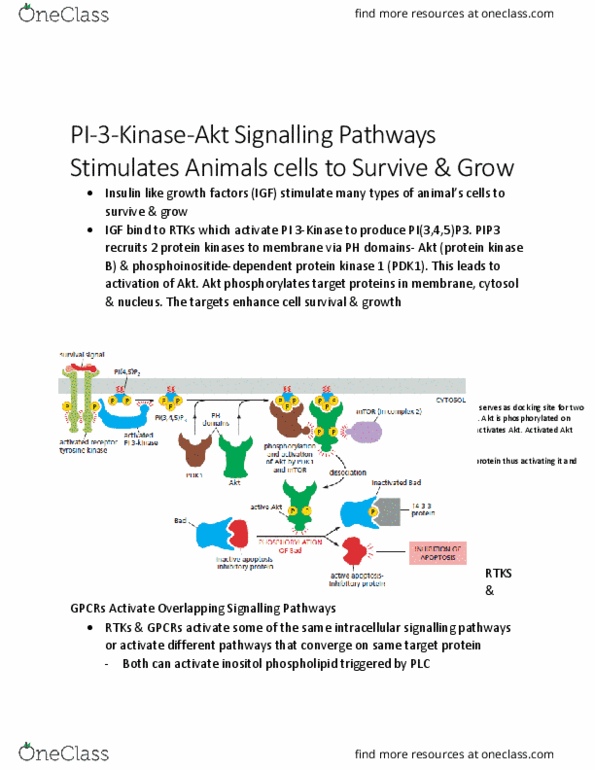 KINE 3012 Chapter Notes - Chapter 9.11: Protein Kinase, Threonine, Cell Membrane thumbnail