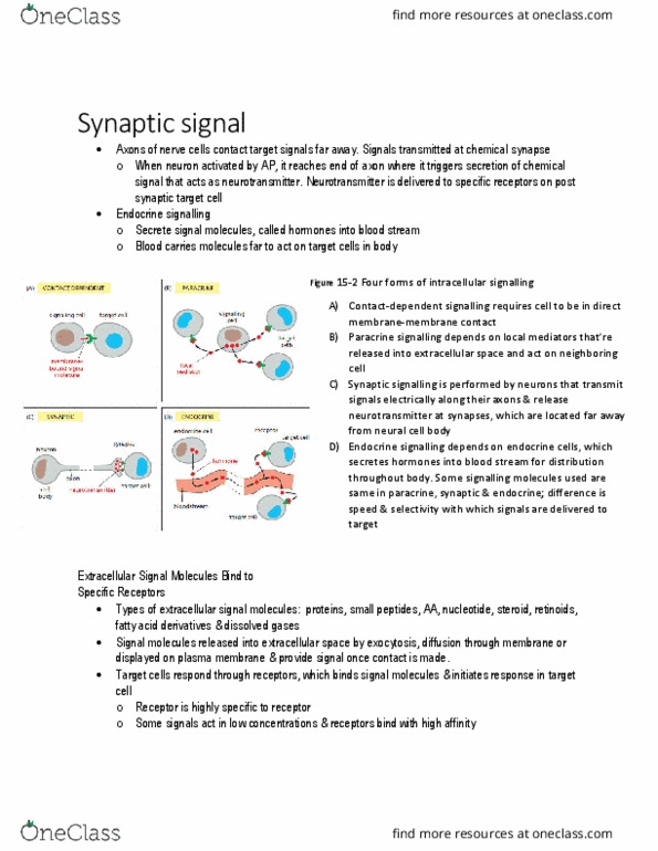KINE 3012 Chapter Notes - Chapter 9.10: Chemical Synapse, Retinoid, Cell Membrane thumbnail