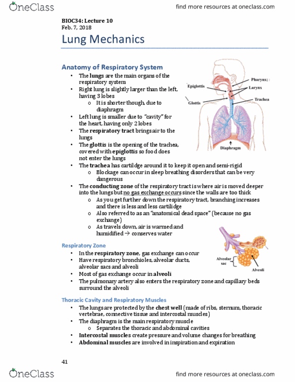 BIOC34H3 Lecture Notes - Lecture 10: Thoracic Vertebrae, Intercostal Muscle, Alveolar Pressure thumbnail