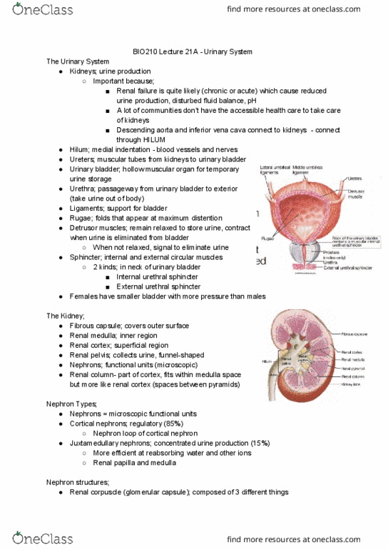 BIO210Y5 Lecture Notes - Lecture 29: Urethral Sphincters, Urinary Bladder, Renal Corpuscle thumbnail