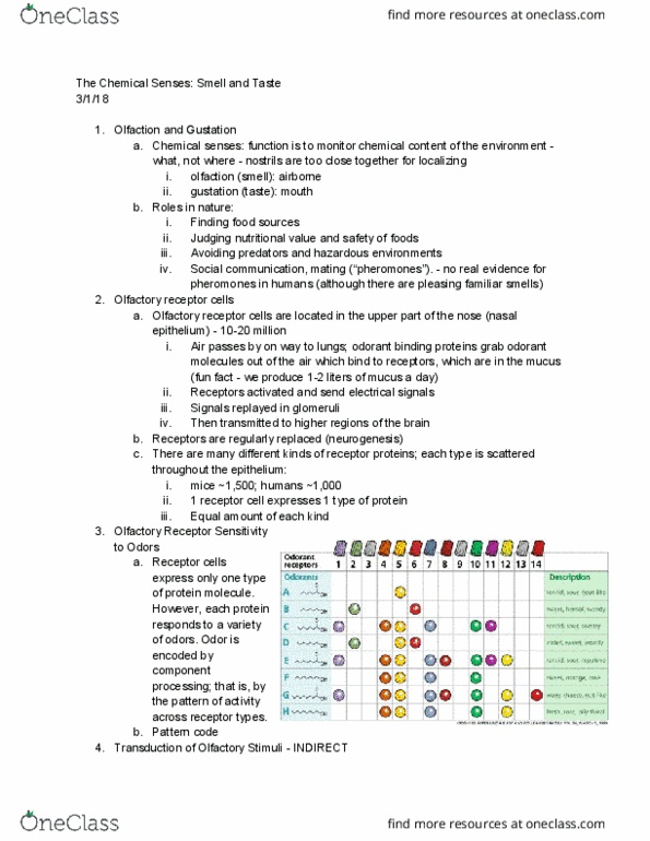 BCS 110 Lecture Notes - Lecture 12: Olfactory Receptor, Taste Receptor, Taste thumbnail