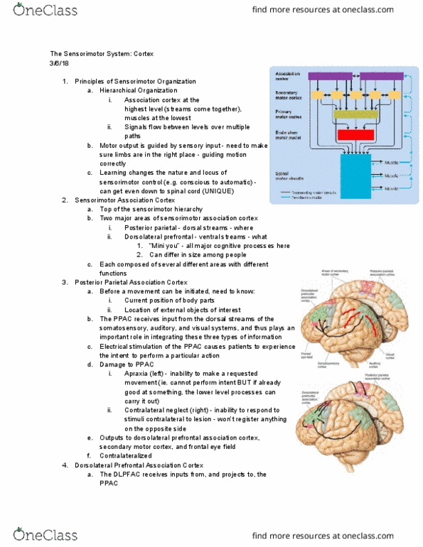 BCS 110 Lecture Notes - Lecture 13: Apraxia, Motor Learning, Ventral Posterior Nucleus thumbnail