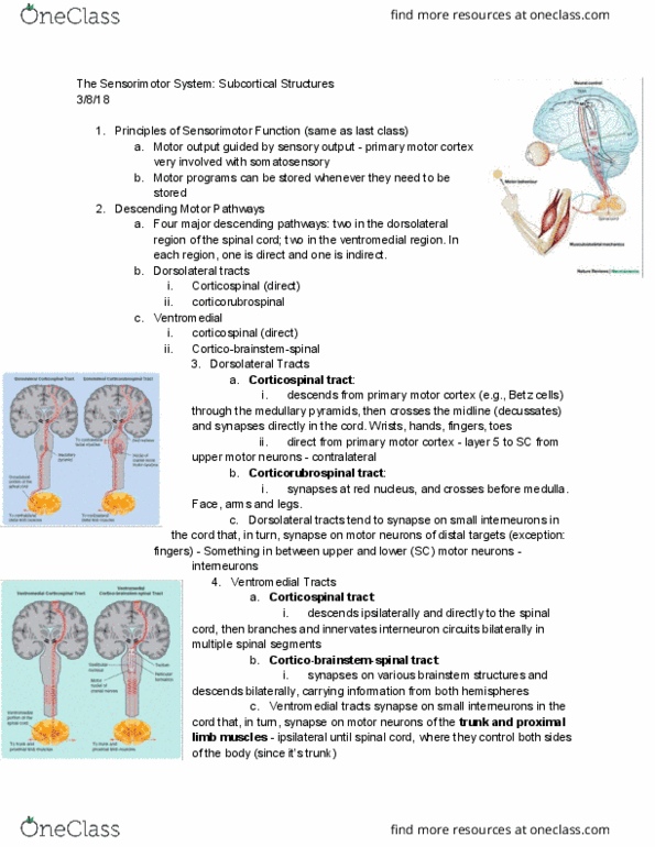 BCS 110 Lecture Notes - Lecture 14: Corticospinal Tract, Upper Motor Neuron, Lower Motor Neuron thumbnail