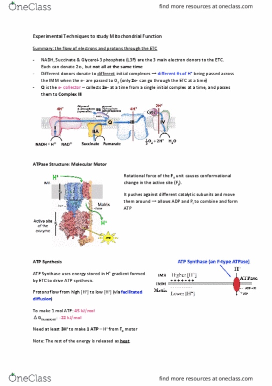 BIOL 201 Lecture Notes - Lecture 26: Coenzyme Q – Cytochrome C Reductase, Facilitated Diffusion, Conformational Change thumbnail