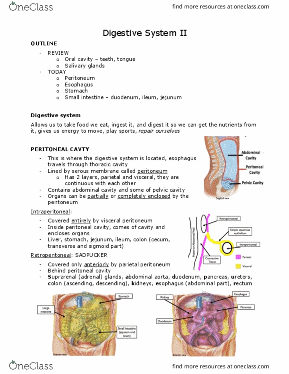 ANAT 101 Lecture Notes - Lecture 24: Lesser Omentum, Muscular Layer, Esophageal Hiatus thumbnail