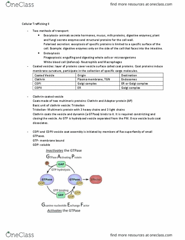 CELL201 Lecture Notes - Lecture 9: Adp Ribosylation Factor, Ras Superfamily, Copii thumbnail